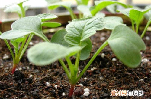 图 樱桃萝卜如何栽种 樱桃萝卜的种植方法和注意事项