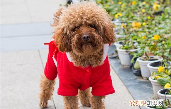 猕猴桃泰迪可以吃吗 泰迪能吃猕猴桃吗