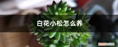 白花小松的养殖方法和注意事项 白花小松怎么养