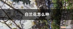 白兰花怎么种植方法 白兰花怎么种