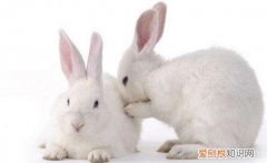 新西兰兔与日本大耳白兔区别，日本大耳兔和新西兰兔区别