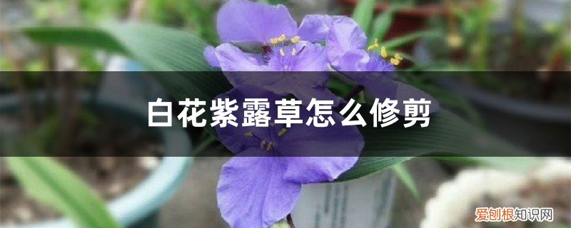 白花紫露草用什么肥料 白花紫露草怎么修剪