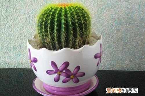 图 仙人掌烂根是怎么回事 仙人掌烂根怎么办