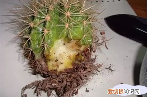 图 仙人掌烂根是怎么回事 仙人掌烂根怎么办