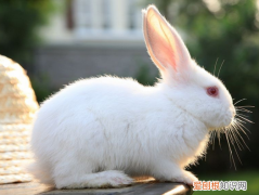 日本大耳白兔哪里有卖，日本大耳白兔哪里有卖的