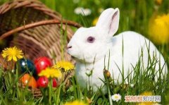 日本大耳白兔寿命，大耳白兔能活几年