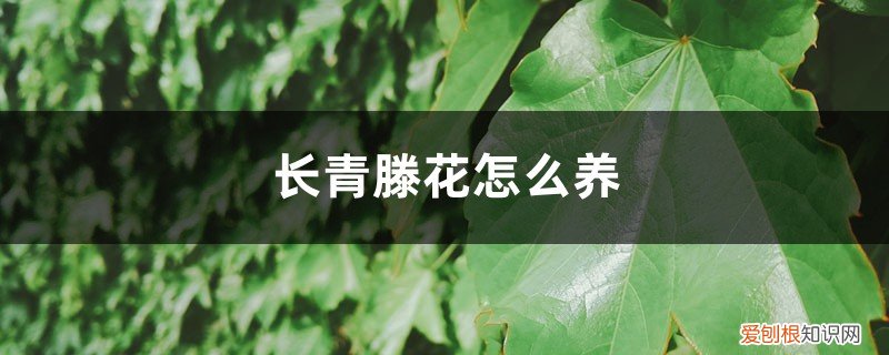 常青藤盆栽怎么养 常青藤花怎么养