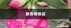 飘香藤换盆后黄叶怎么办 飘香藤换盆