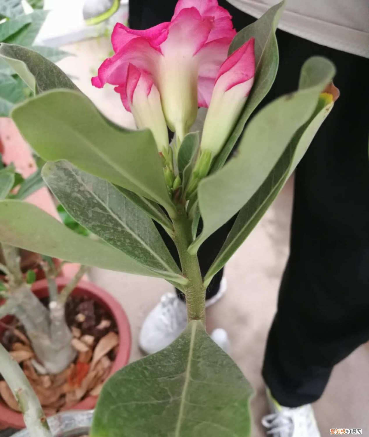 飘香藤换盆后黄叶怎么办 飘香藤换盆