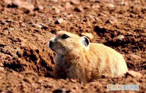 伊犁鼠兔是老鼠还是兔子，伊犁鼠兔是入侵物种吗