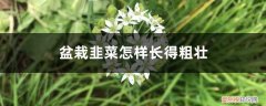 韭菜怎么种植长的粗 盆栽韭菜怎样长得粗壮