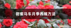 甜蜜马车月季要修剪吗 甜蜜马车月季养殖方法