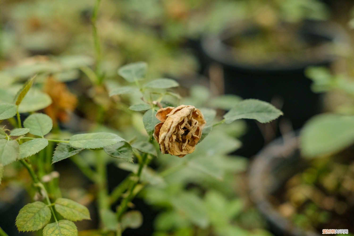 甜蜜马车月季要修剪吗 甜蜜马车月季养殖方法