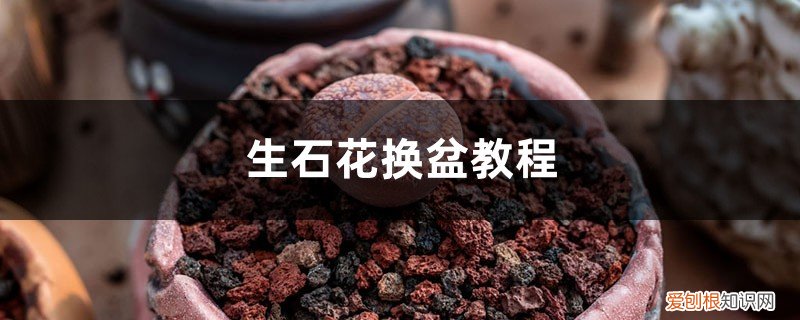 生石花怎么换盆 生石花换盆教程