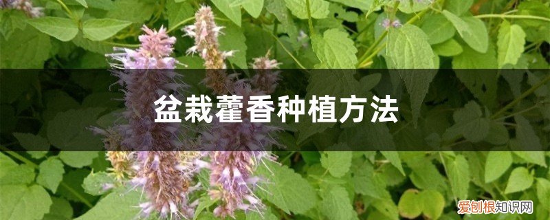 藿香 盆栽 盆栽藿香种植方法