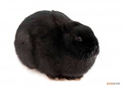 黑色獭兔品种，黑色獭兔品种图片