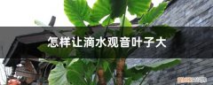 滴水观音叶子长不大怎么办 怎样让滴水观音叶子大