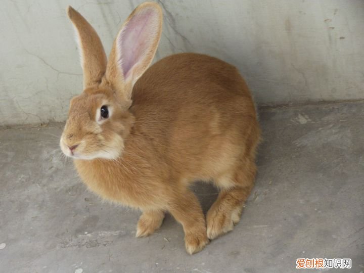虎皮黄兔性格，虎皮黄兔寿命