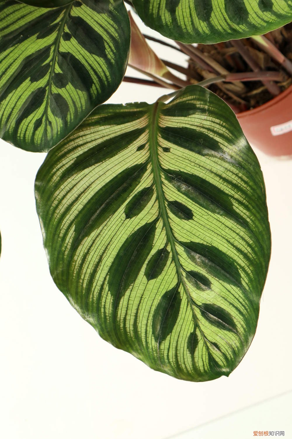 叶蝉竹芋怎么养护和管理 叶蝉竹芋怎么养
