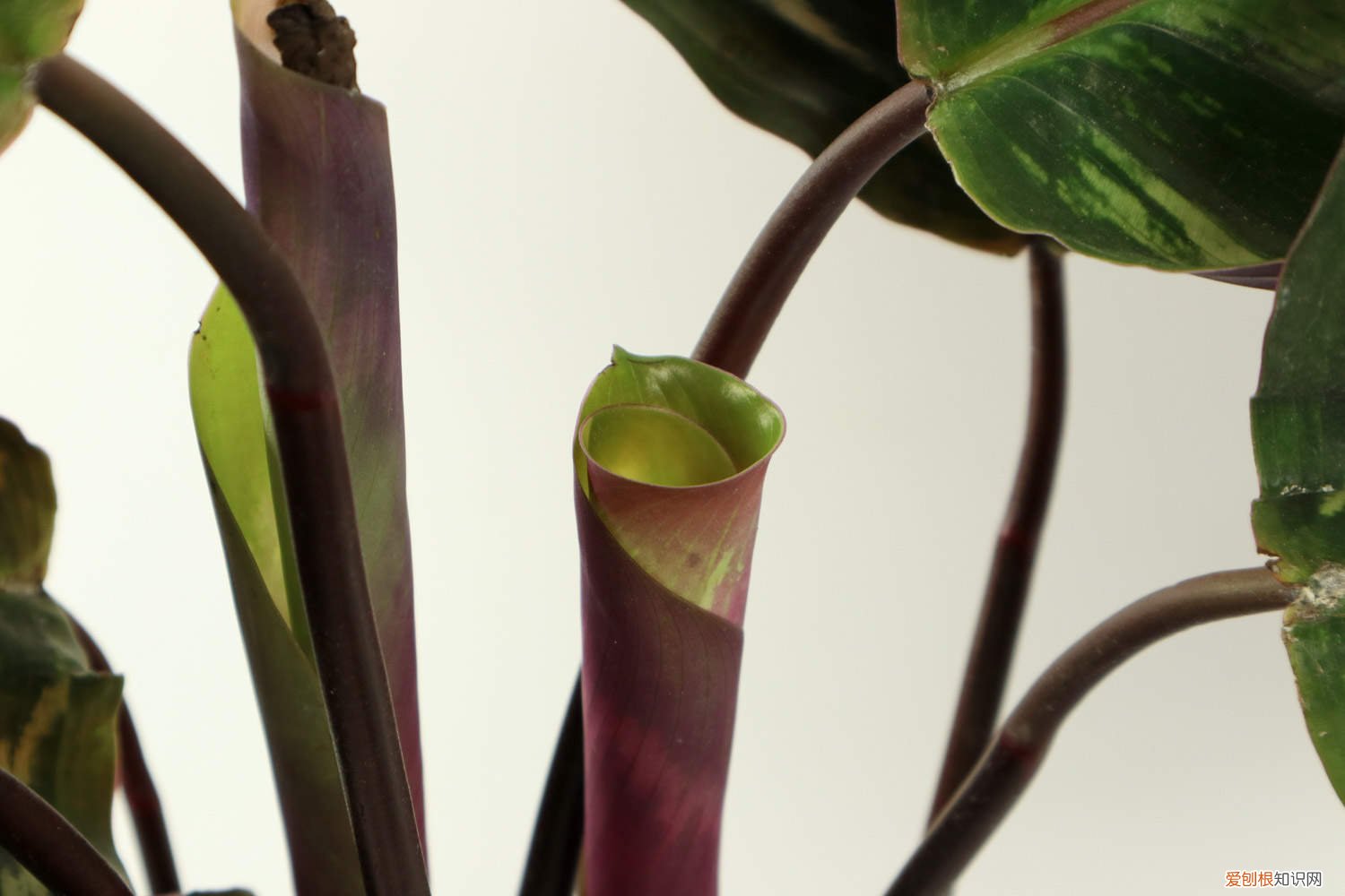 叶蝉竹芋怎么养护和管理 叶蝉竹芋怎么养