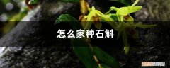 家种石斛怎样培植 怎么家种石斛