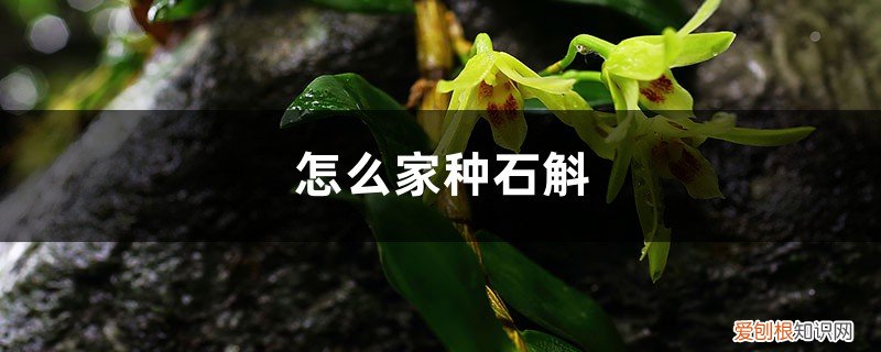 家种石斛怎样培植 怎么家种石斛