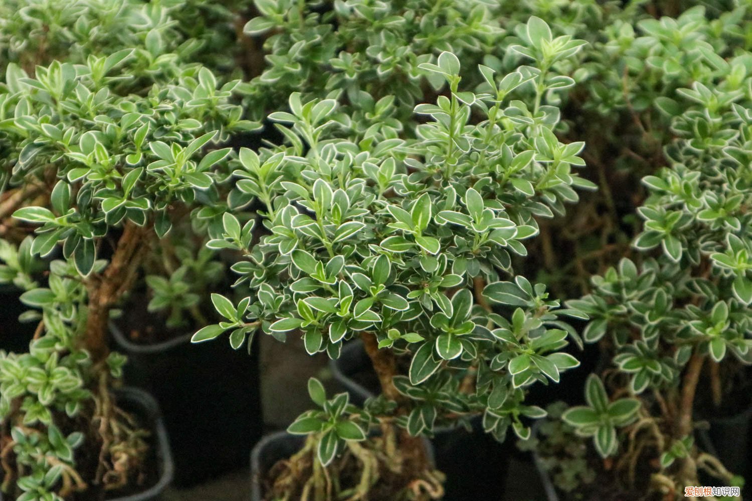 提根六月雪怎样养殖 提根六月雪的养殖方法