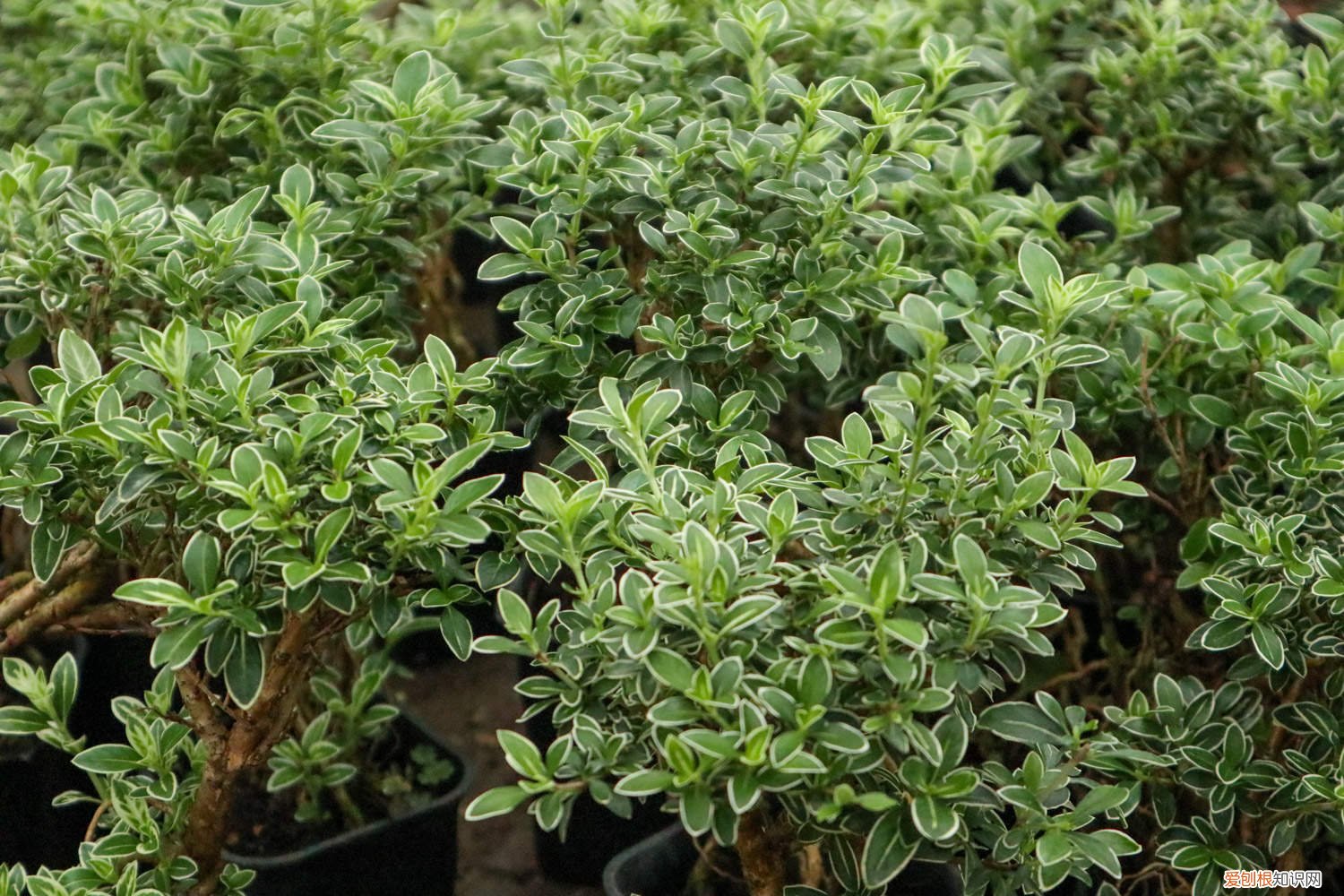 提根六月雪怎样养殖 提根六月雪的养殖方法