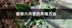 提根六月雪怎样养殖 提根六月雪的养殖方法