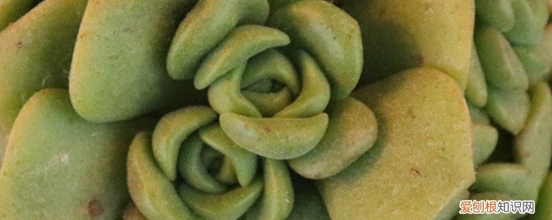 多肉百合丽丽好养吗 多肉百合丽丽怎样插枝