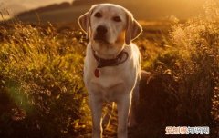 拉布拉多吃鸡胸肉的好处是什么 拉布拉多吃鸡胸肉的好处