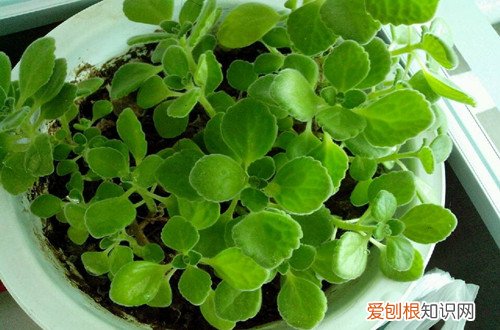 图 碰碰香叶子下垂是怎么回事 碰碰香叶子下垂怎么办