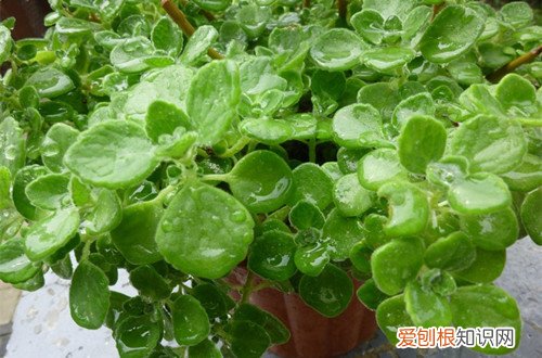 图 碰碰香叶子下垂是怎么回事 碰碰香叶子下垂怎么办