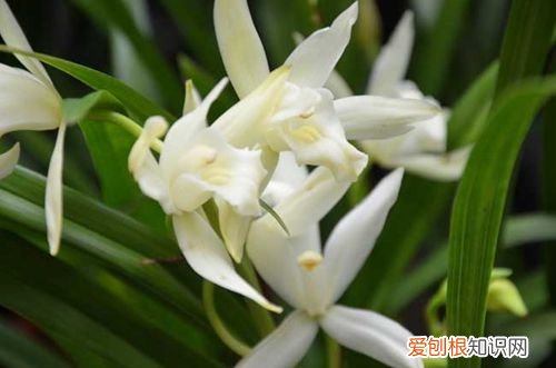 图 南方哪种兰花最好养 适合在南方养殖的兰花有哪些