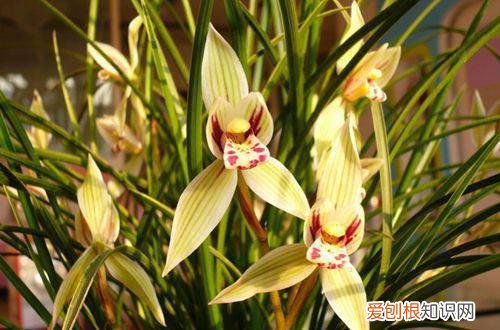 图 南方哪种兰花最好养 适合在南方养殖的兰花有哪些