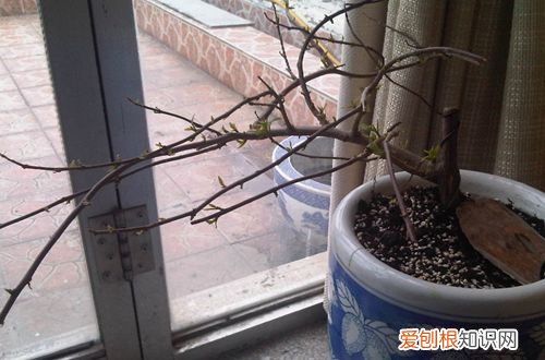 图 三角梅什么时候剪枝 三角梅的修剪方法