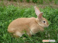 虎皮黄兔是什么品种，虎皮黄兔是宠物吗