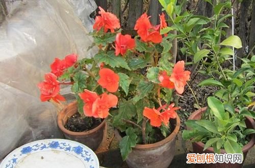 图 夫妻海棠花如何修剪 夫妻海棠花的修剪方法