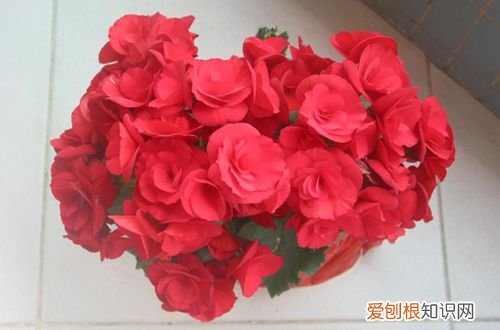 图 夫妻海棠花如何修剪 夫妻海棠花的修剪方法