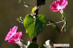 图 牵牛花怎么种 牵牛花怎么浇水