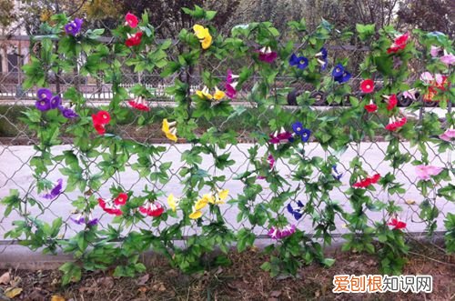 图 牵牛花怎么种 牵牛花怎么浇水