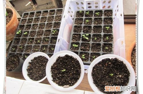 图 牵牛花怎么种 牵牛花怎么浇水