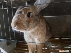 虎皮黄兔饲养，虎皮黄兔几个月可以繁殖