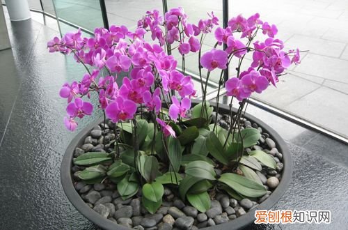 图 蝴蝶兰为什么长得慢 蝴蝶兰怎么养长得快