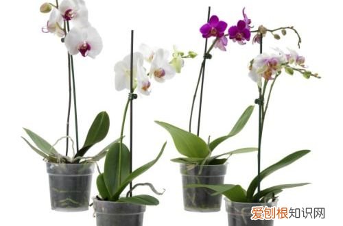 图 蝴蝶兰为什么长得慢 蝴蝶兰怎么养长得快