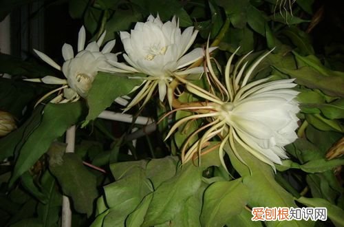 图 为什么昙花不开花 昙花不开花怎么办