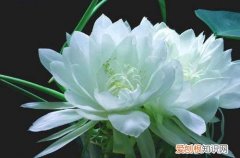 图 为什么昙花不开花 昙花不开花怎么办