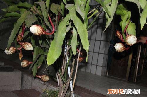 图 为什么昙花不开花 昙花不开花怎么办