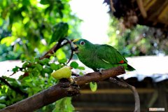 折衷鹦鹉主食是什么，折衷鹦鹉食物