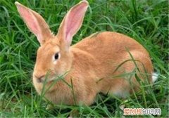 虎皮黄兔价格，虎皮黄肉兔